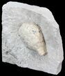 Cystoid (Holocystites) Fossil On Limestone - Indiana #44609-3